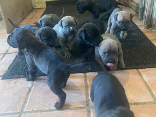 Cane Corso italiano hvalpe 