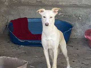 Vidunderlige Lotus søger sin helt egen familie 🥰