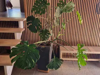 Stort monstera m. Krukke