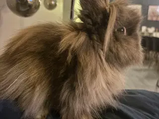 Skøn familie søges til Scarlett