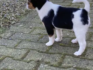 2 stk dejlige hanhunde 