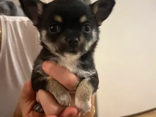 Chihuahua hvalpe