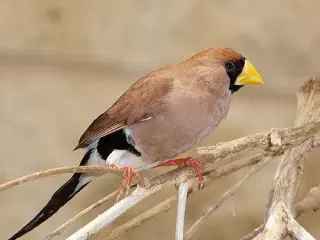 0.1 Maskebæltefinke.