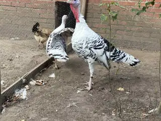 CrollWitzer kalkuner 
