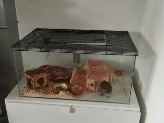 Degu sælges 