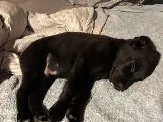 Hvalp søger nyt hjem🖤