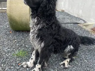 Handhund til parring engelsk springer