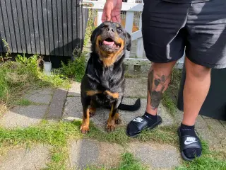 Rottweiler Tæve sælges