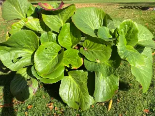 Stor kæmpestenbræk