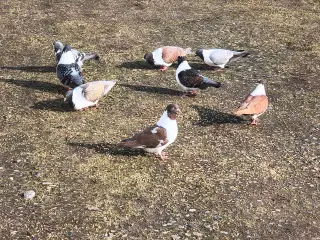 Strasse i flere farver 