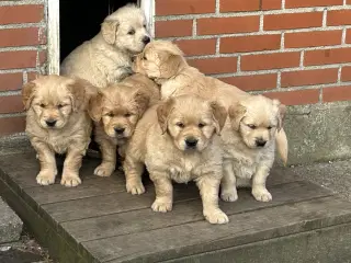 Ægte Golden Retriever 