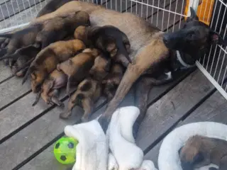 Hvalpe Malinois Belgisk hyrdehund