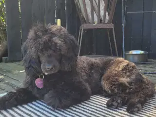Fantastisk Cavapoo pige