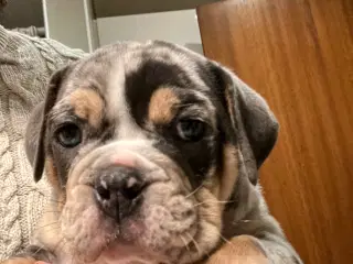 OEB hvalp Merle med blå øjne