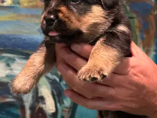 Hundehvalp
