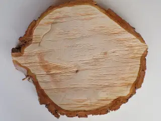 NY Thuja Træskive med bark 32,5 cm lang