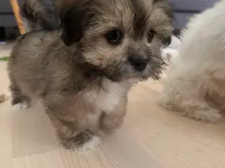 Charlie - Lhasa apso