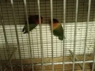 rød hovedet dværgpapegøjer 10 stk