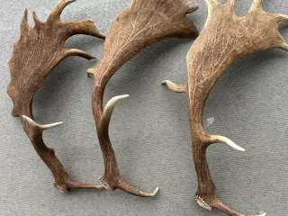 Flotte fuldskufler fra Dåhjort sælges