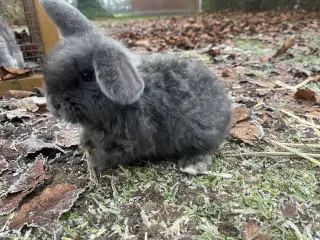 Lionlop kaninunge børnevant og tam.