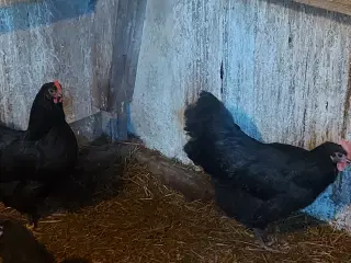 australorps høns
