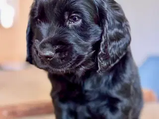 Mini Golden han hvalp på 6 uger 