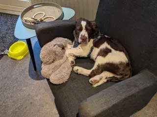 Hvalp engelsk springer spaniel  på 13 uger han 