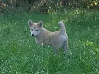 Husky blandinger 
