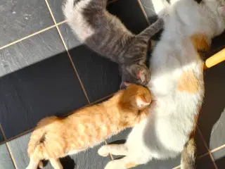 Kattekillinger 