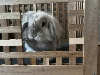 Kanin (Lion Lop)