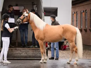 Haflinger hingst 