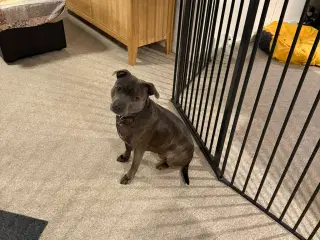 DKK Staffordshire B Terrier Han søges til parring 