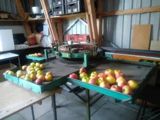Sortermaskine til æbler