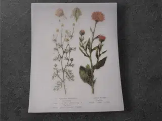 Botaniske papirark med fine tusindfryd-motiver Bri