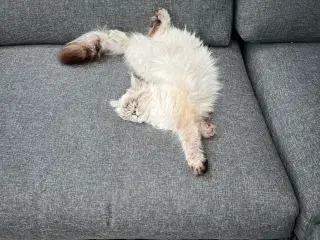 Ragdoll/perser hun 11 mdr.