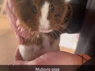 Marsvin unger 1-12-2025