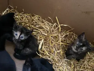 Kattekillinger 