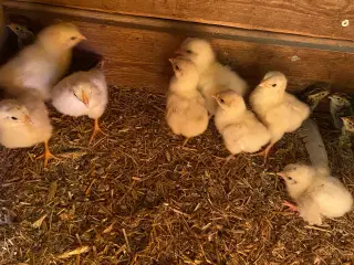 Kyllinger 2 dage gamle har 8 stk blandings 