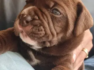 Old english bulldog blanding. 