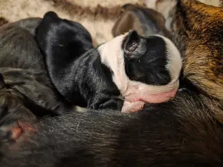 Old english bulldog 