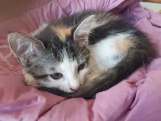 Skønne killinger m Maine Coon