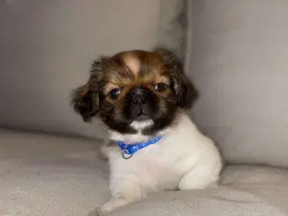 Shih tzu og tibetansk spaniel hundehvalp