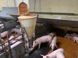 Big Dutchman inventar Smågrisestald 130m2