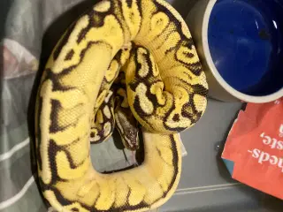 Kongepyton