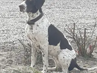 Gammel Dansk Hønsehund hvalpe 