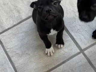 Staffordshire Bull Terrier