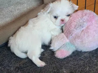 Japanese chin hvalpe