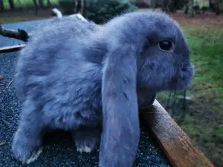 skjule Konvention brugerdefinerede fransk vædder han | Kanin | GulogGratis - Kaniner til salg - Kaniner sælges  & bortgives gratis på GulogGratis.dk