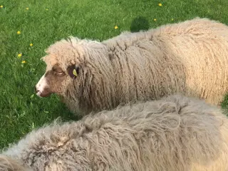 Spælsau Får