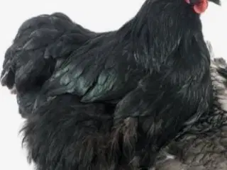 2 sorte orpington høner